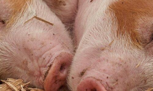 Risico’s Die De Kans Op Stalbranden Verhogen